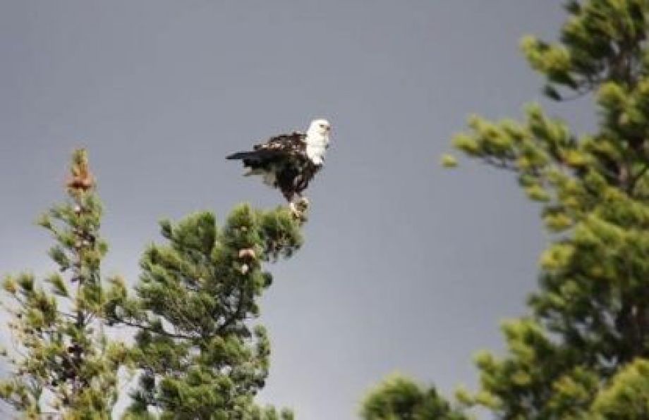 Eagle at Theewater Sports Club