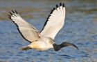 Sacred Ibis at Theewater Sports Club
